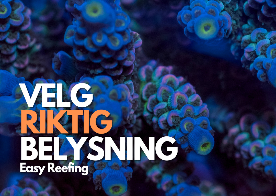 Easy Reefing: Hvordan velge riktig lys for korallvekst