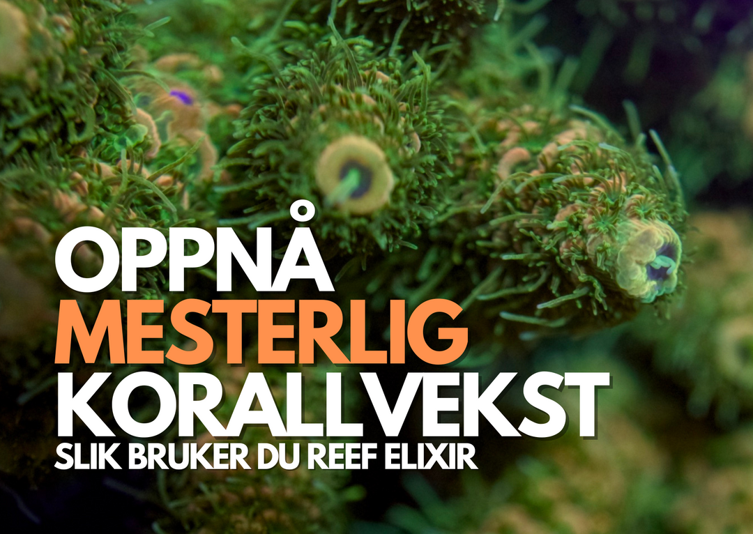Oppnå Mesterlig Korallvekst