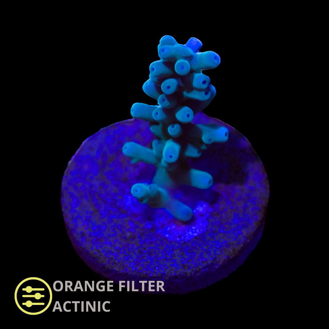 CL Blue Dragon Carduus - Frag