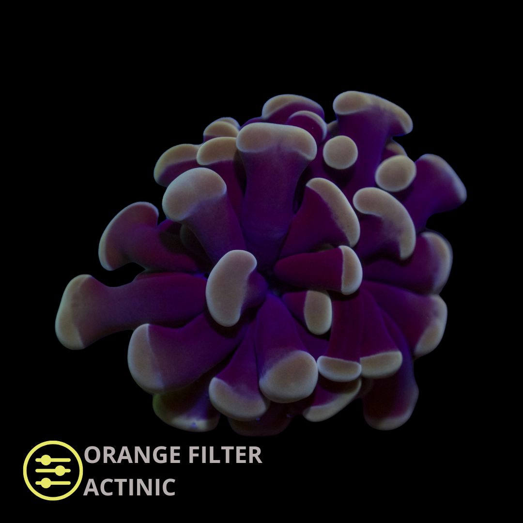 CL Euphyllia Paraancora Purple Hammer - Frag
