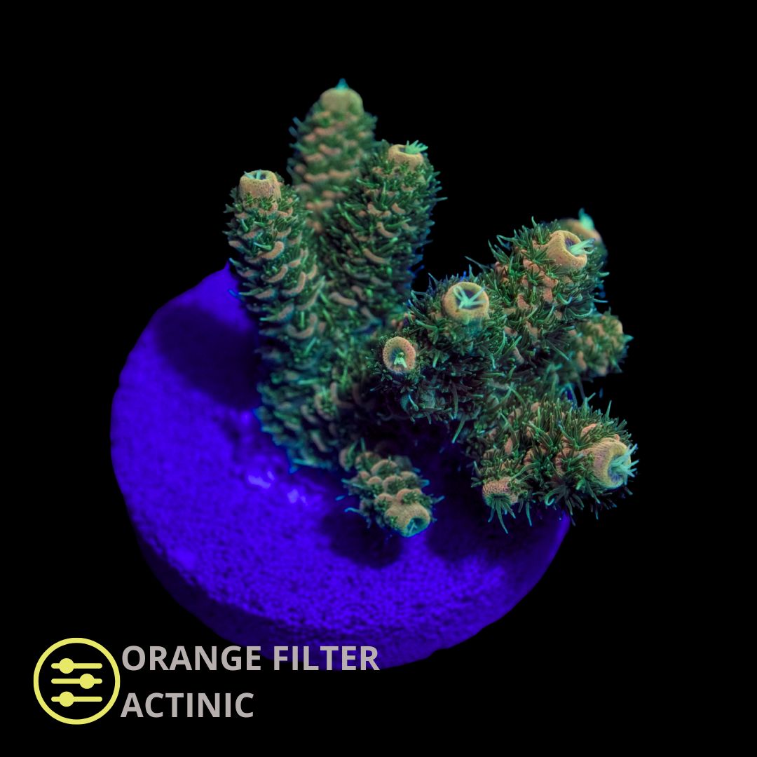 CL Acropora Yellow Millepora - Frag