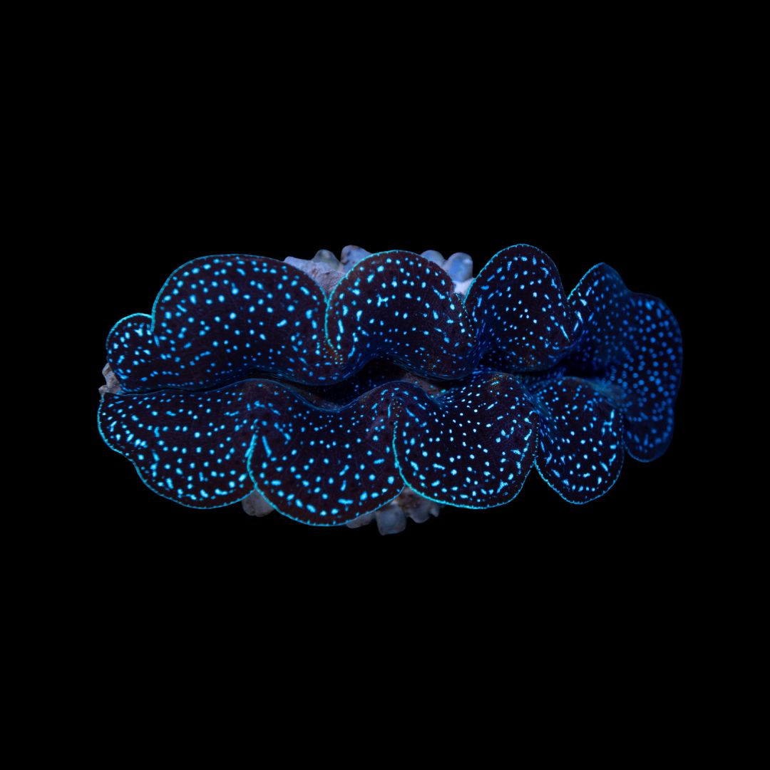 Tridacna Crocea 4 cm
