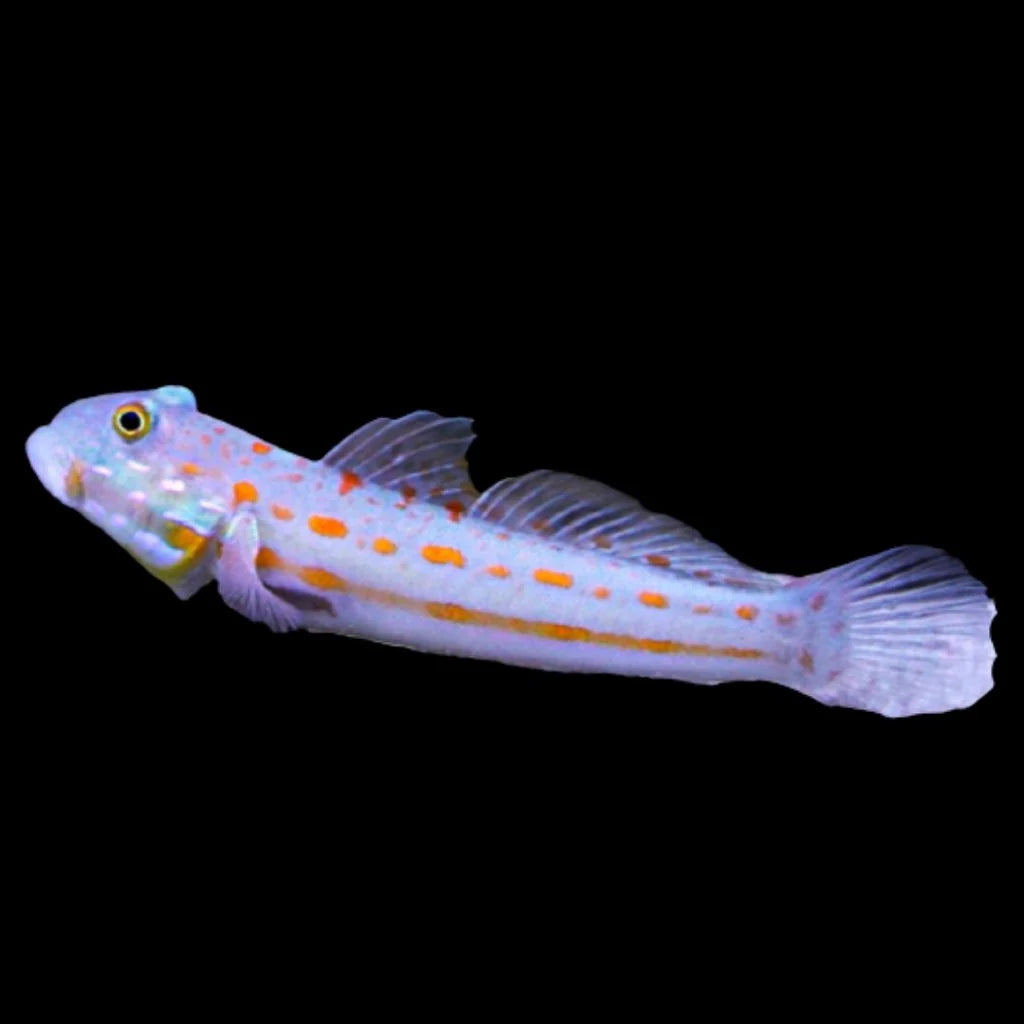 Diamond Goby
- Valenciennea puellaris