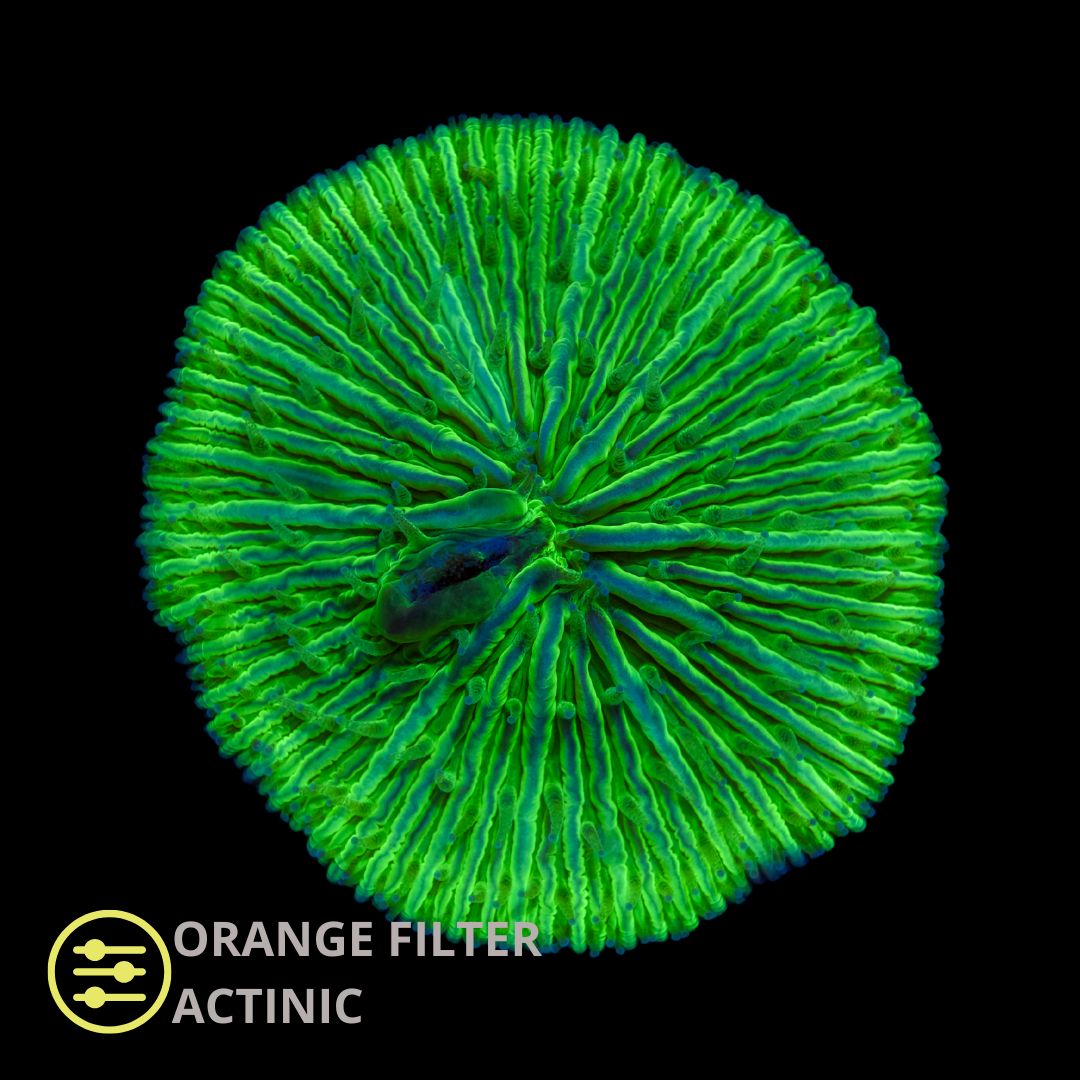 WYSIWYG CL Cycloseris Green