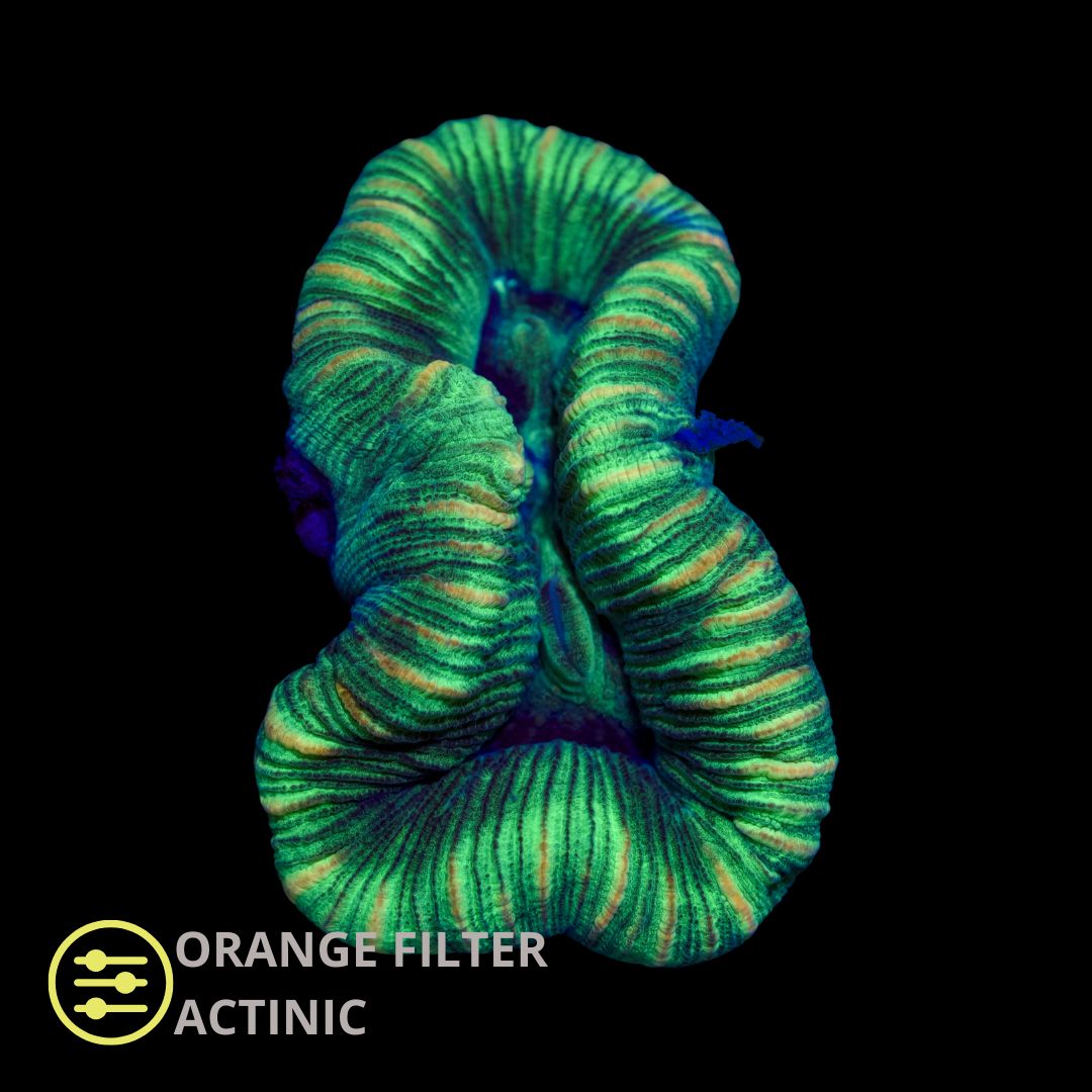 WYSIWYG CL Trachyphyllia Ultra Green