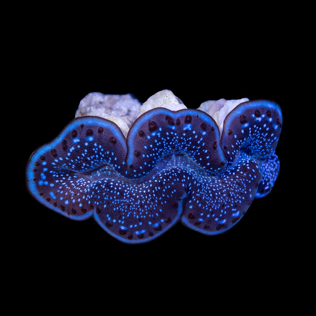 Tridacna Maxima Purple 5 cm