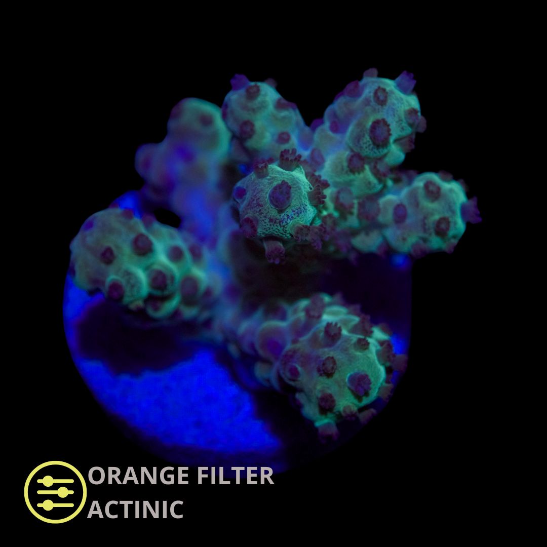 CL Acropora Sarmentosa - Frag