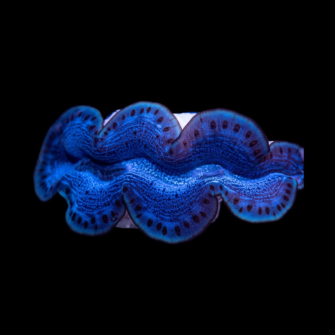 Tridacna Maxima Blå 6cm