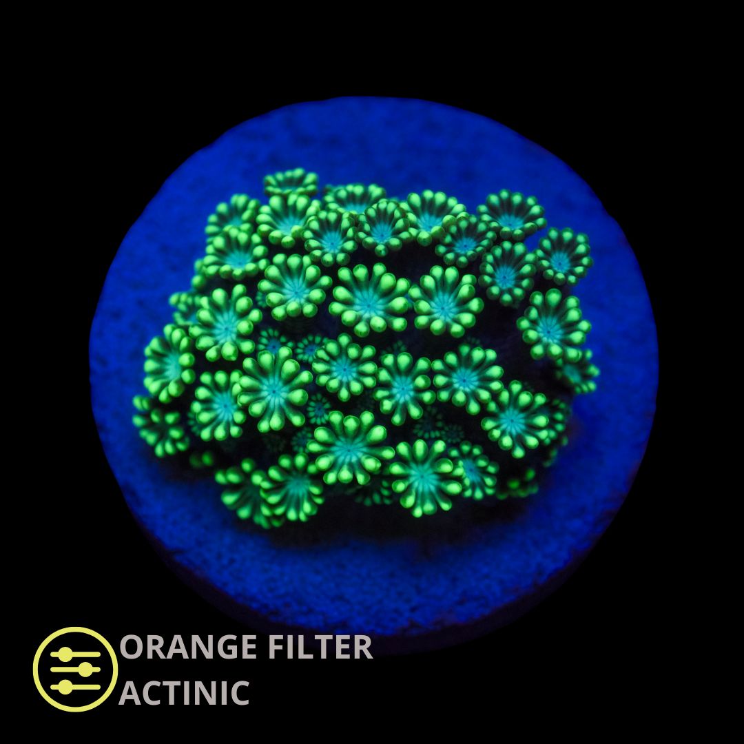 CL Green Alveopora - Frag