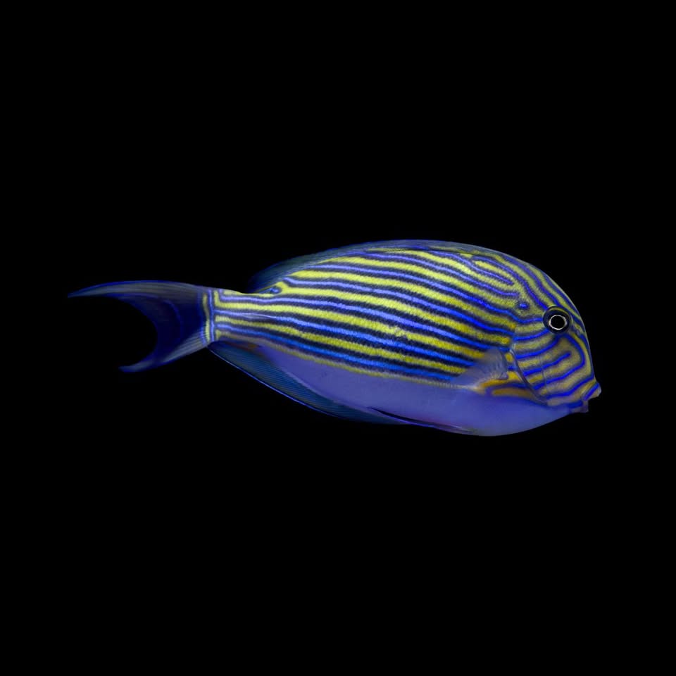 Acanthurus lineatus – Clown Tang / Lined Surgeonfish
