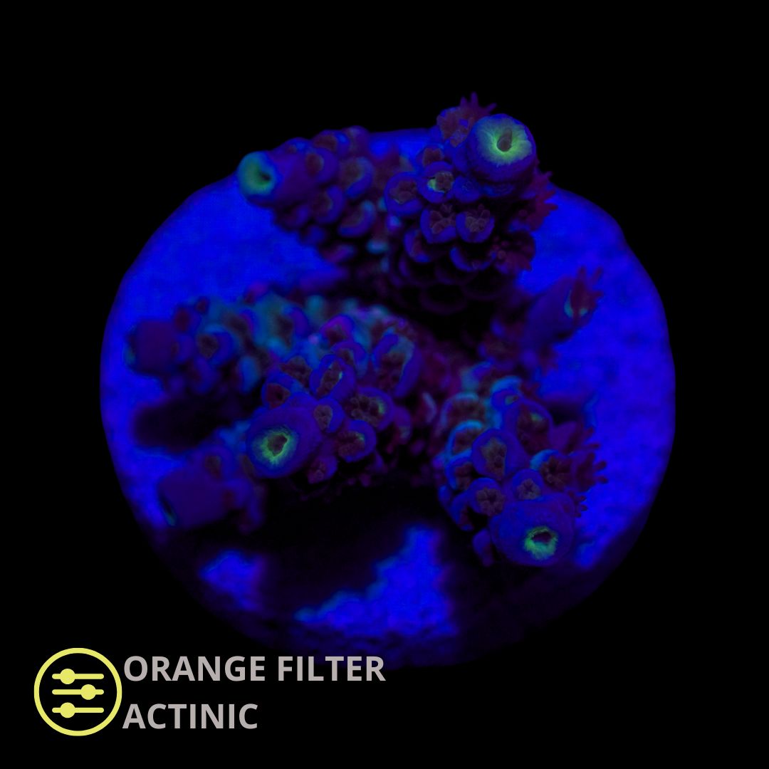 CL Acropora Homewrecker - Frag
