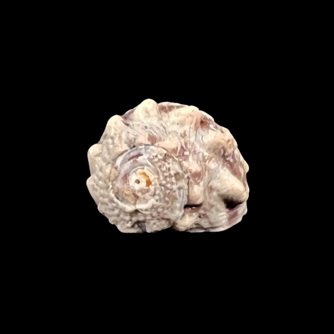 Lunella Coronata