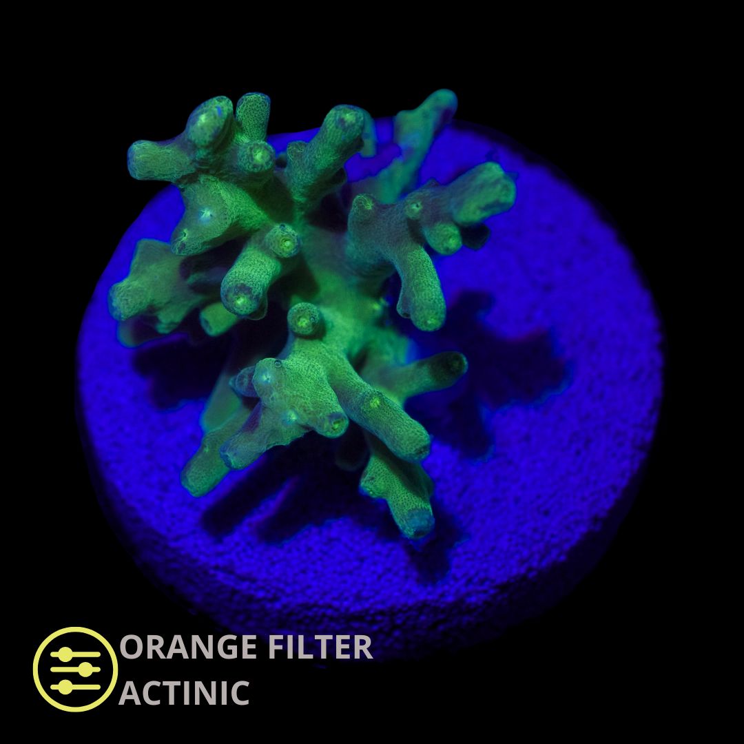 CL Acropora Green Carduus - Frag