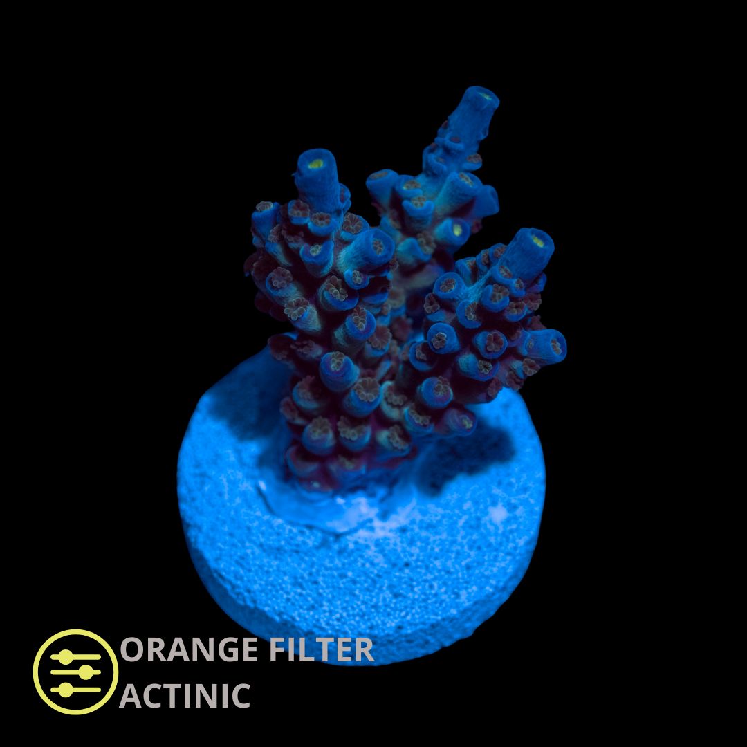 CL Acropora Blue Tenuis - Frag