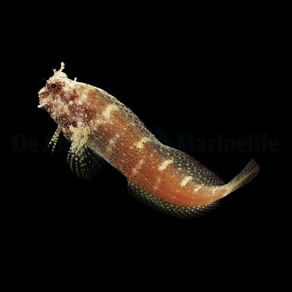 Star Blenny - Salarias ramosus