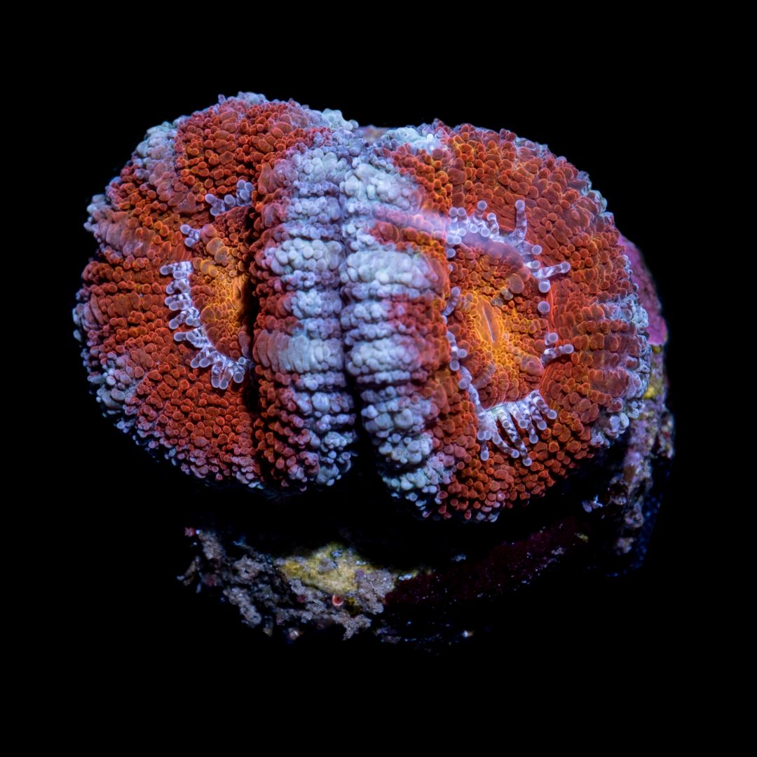 CL Rainbow Micro lord - Frag 1 hode