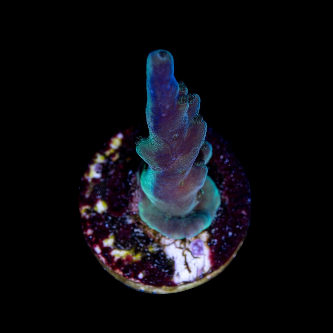 CL Acropora Dypvans - Frag