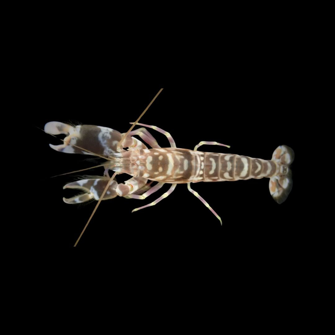 Alpheus bellulus - Tiger Pistol Shrimp