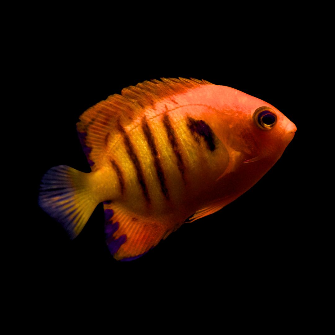 Centropyge loricula - Flammeangel