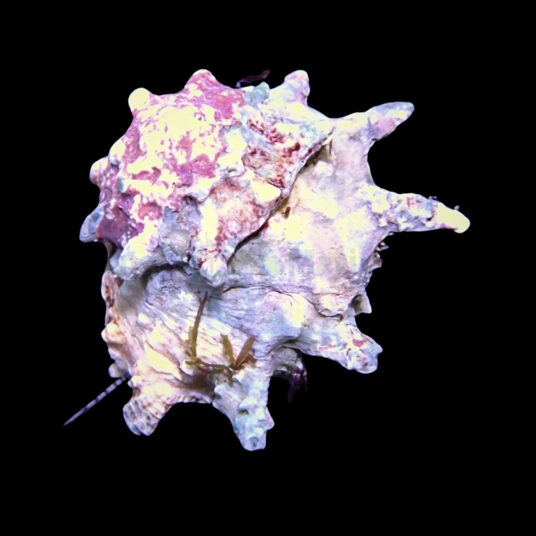 Astralium calcar - Ninja Star Snegle