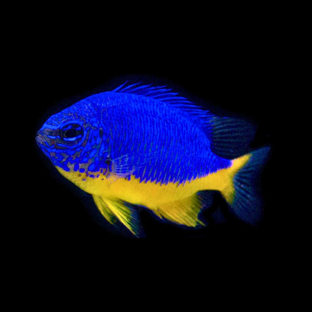Azure Damselfish - Chrysiptera hemicyanea