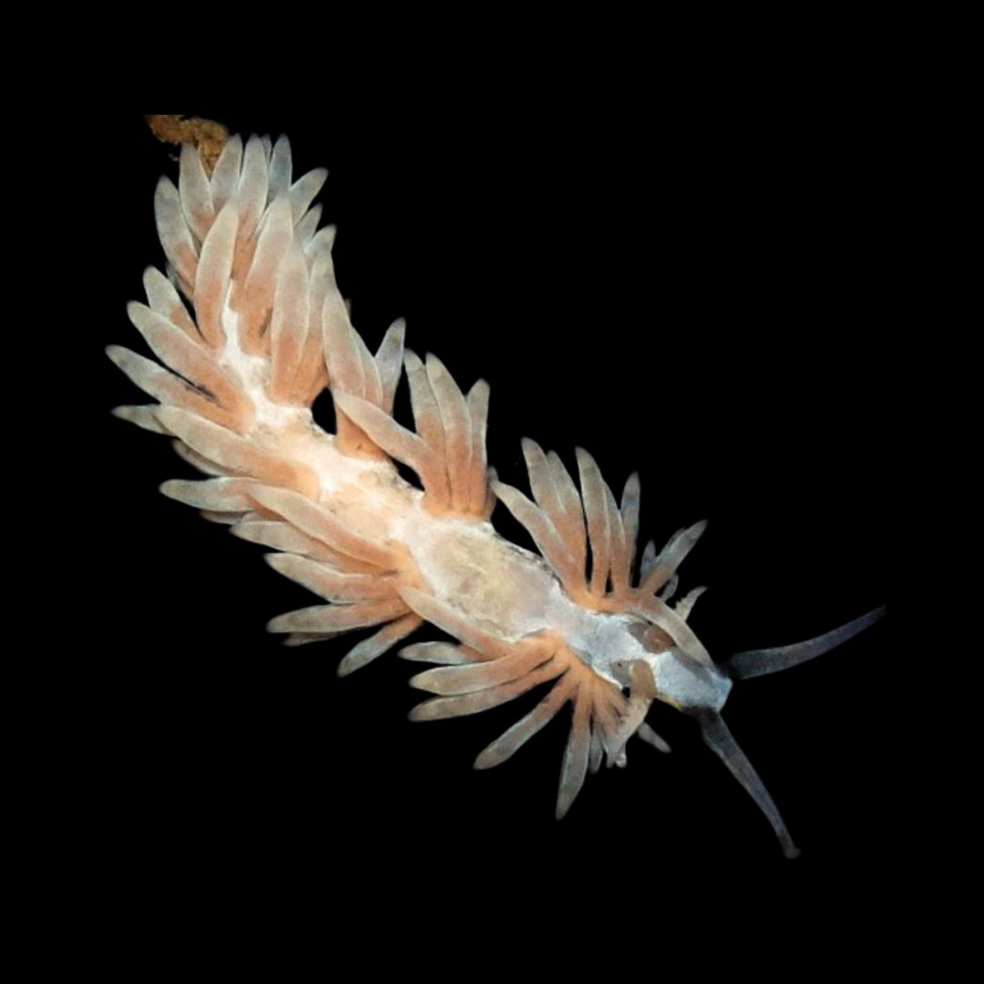 Berghia stephanieae