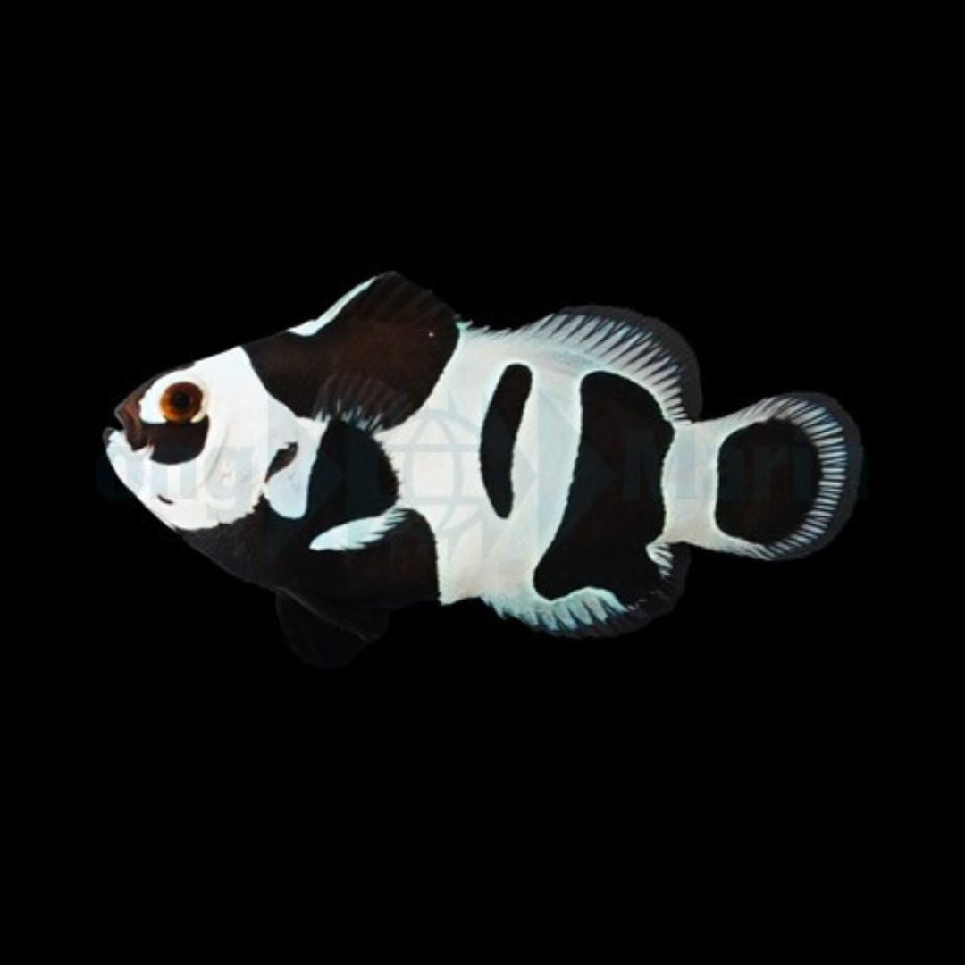 Black Storm Klovnefisk - Amphiprion ocellaris