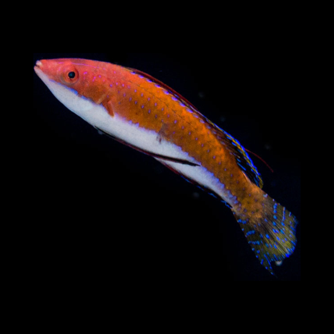 Paracheilinus mccoskeri