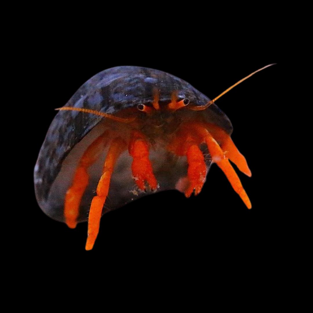 Clibanarius rutilus - Scarlet Leg Hermit Crab