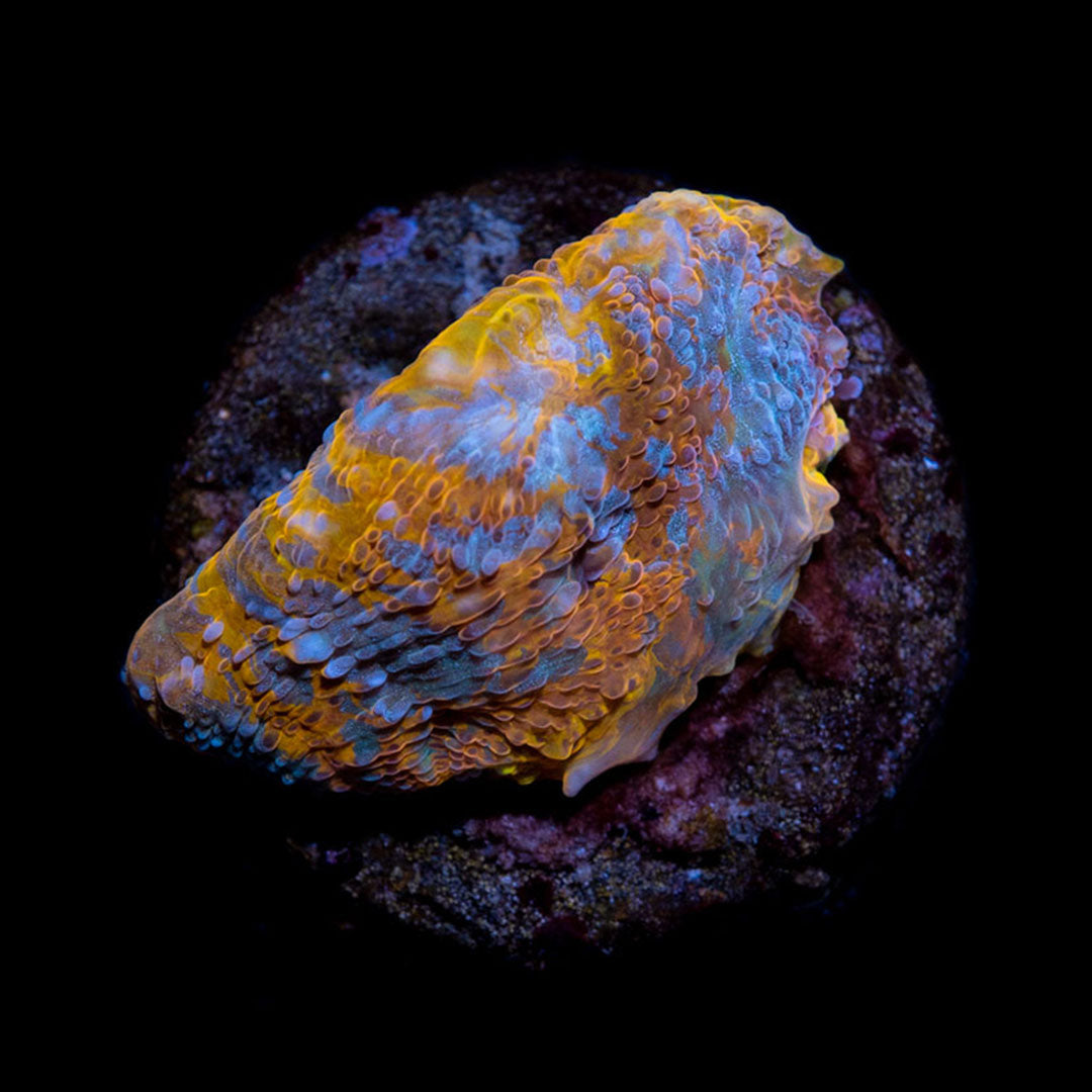 CL Echinophyllia 24K Chalice - Frag