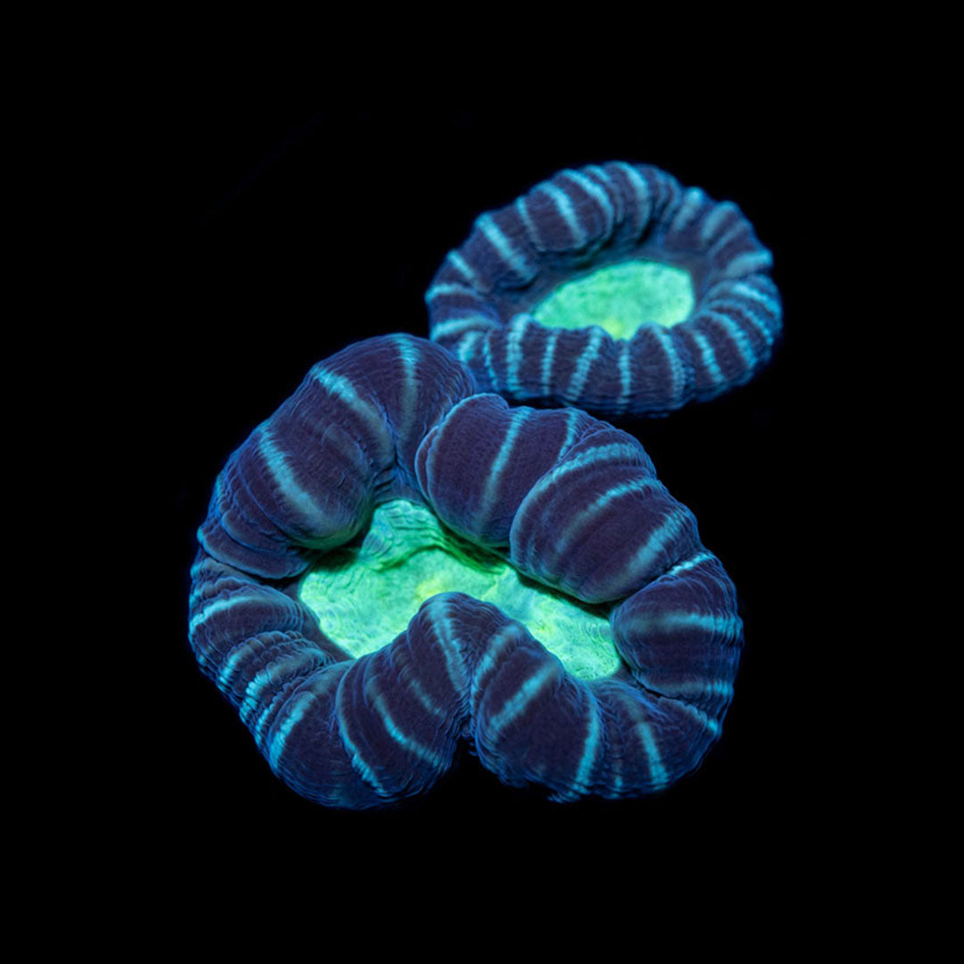 CL Caulastrea Candy Cane Star Mint - Frag