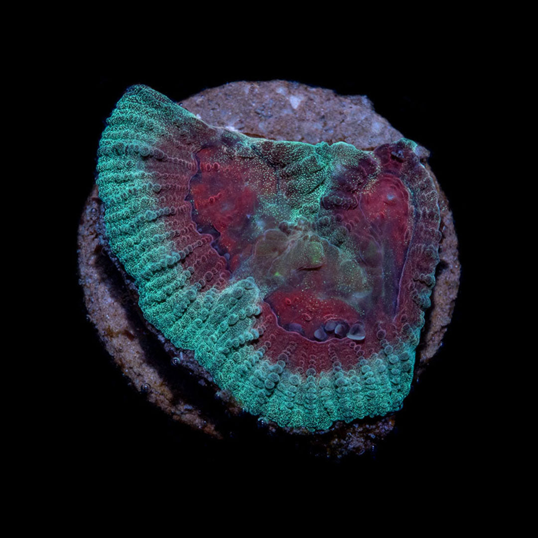 CL Christmas Favia - Frag