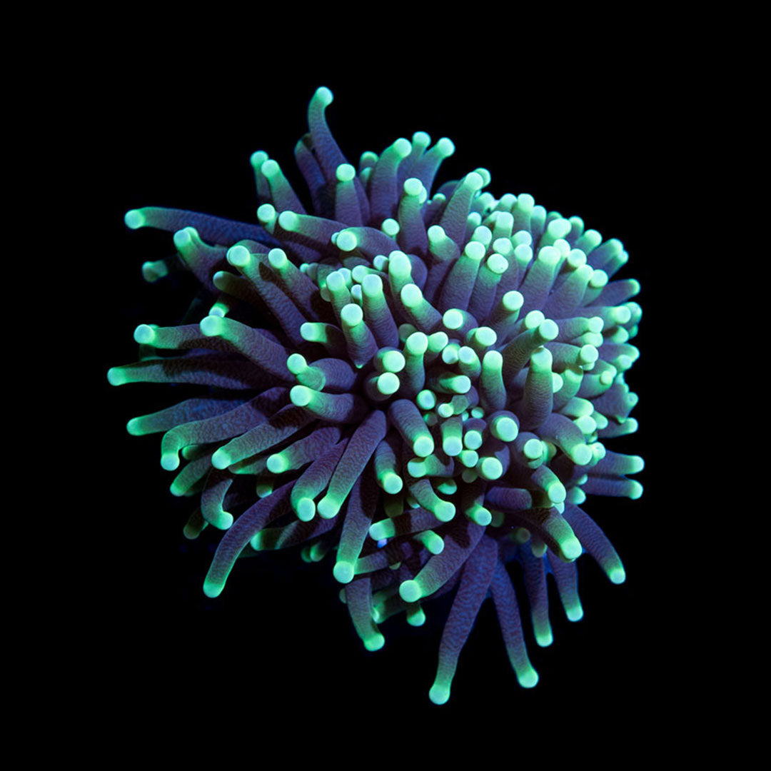 CL Euphyllia Torch Fake Rasta - Frag