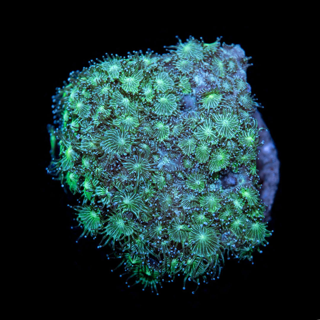 CL Green Micro Goniopora - Frag