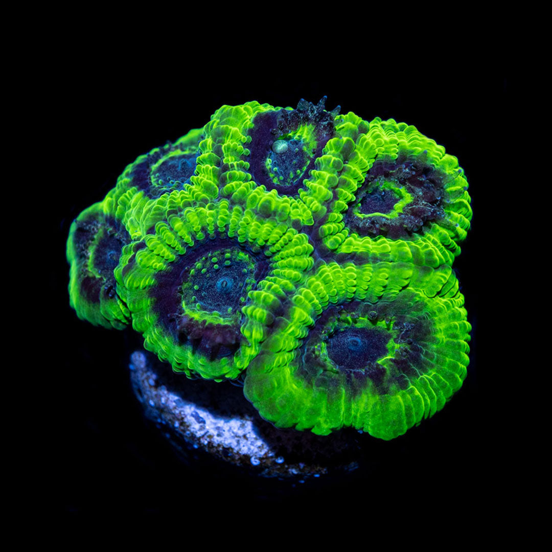 CL Lunar Favia - Frag