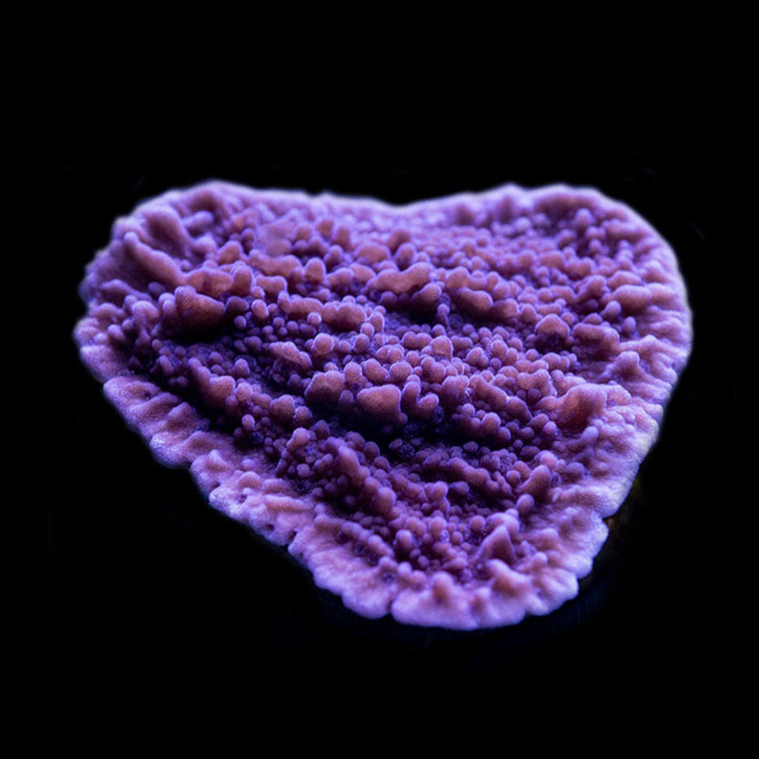 CL Montipora Purple Plating - Frag