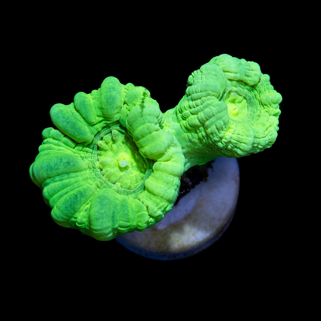 CL Caulastrea Candy Cane Neon - Frag