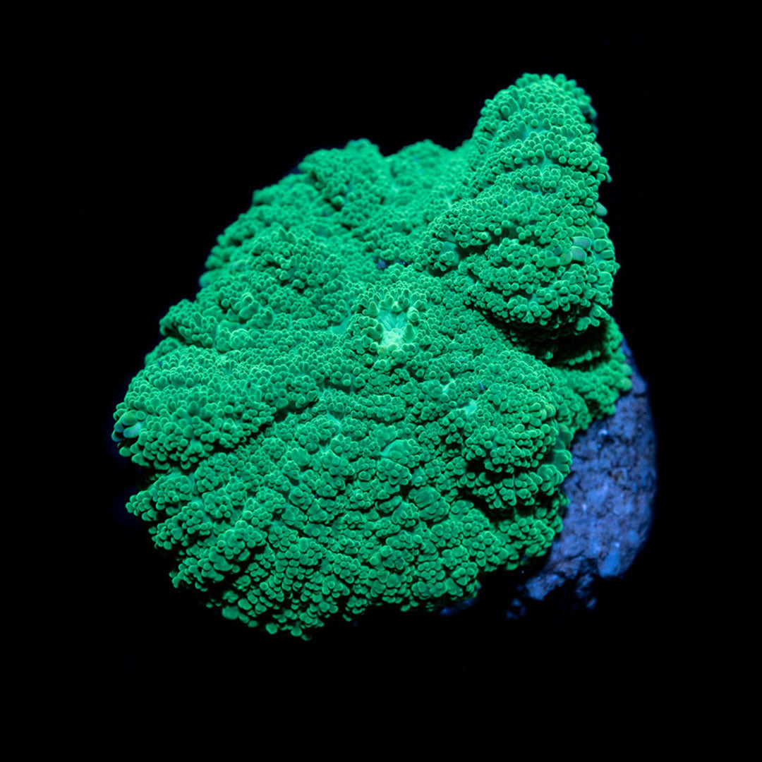 CL Rhodactis Neon Mushroom - Frag