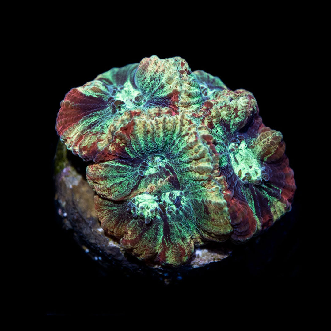 CL Special Premium Favia - Frag
