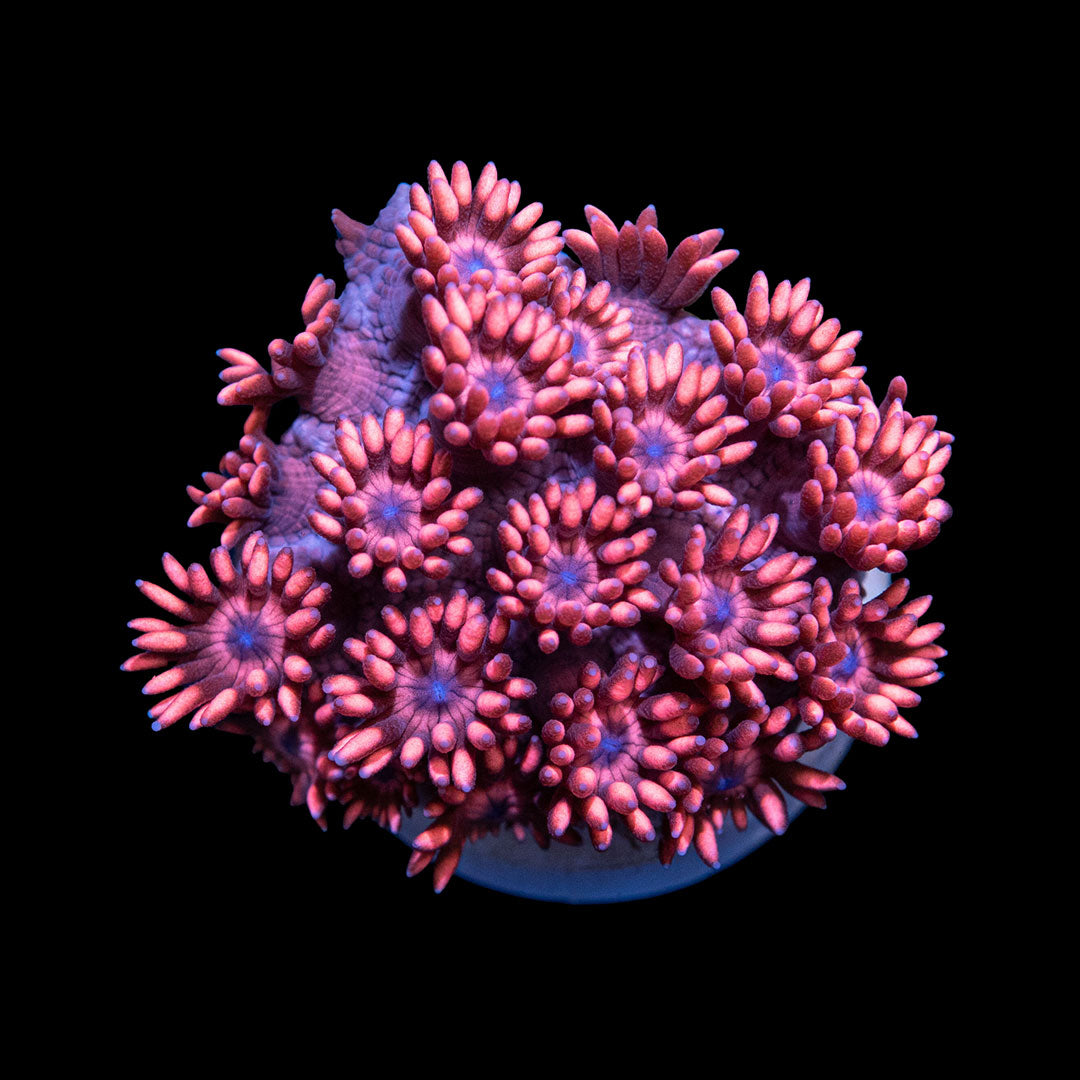 CL Spiderman Goniopora - Frag
