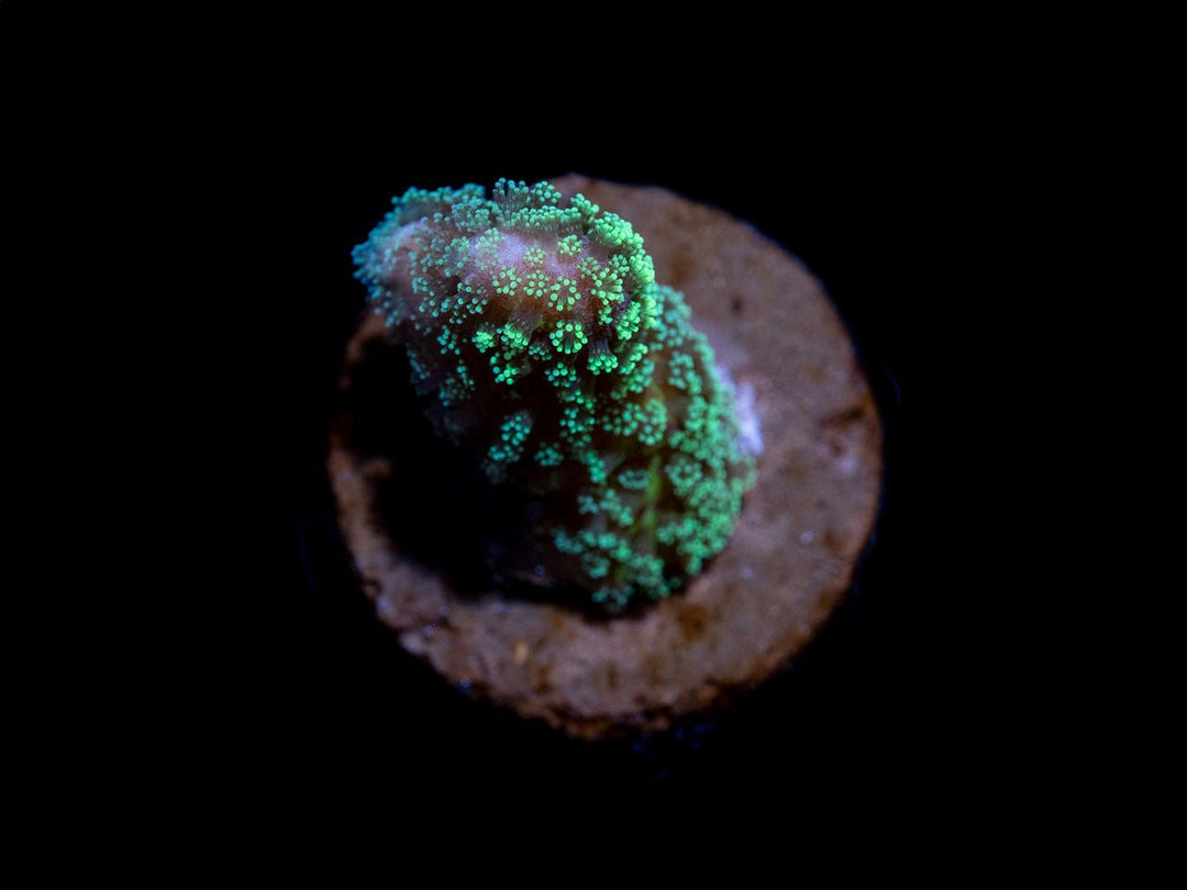 CL Stylophora Lime - Frag