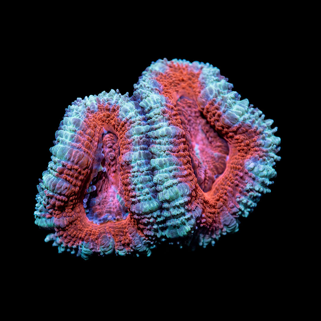 CL Cranberries Blue Micro lord - Frag