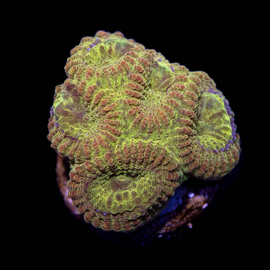 CL Ultra Gold Favia - Frag