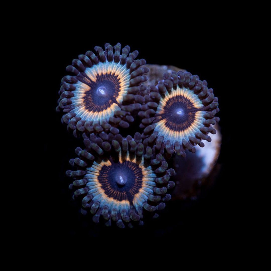 CL Sonic Flare Zoanthid - Frag