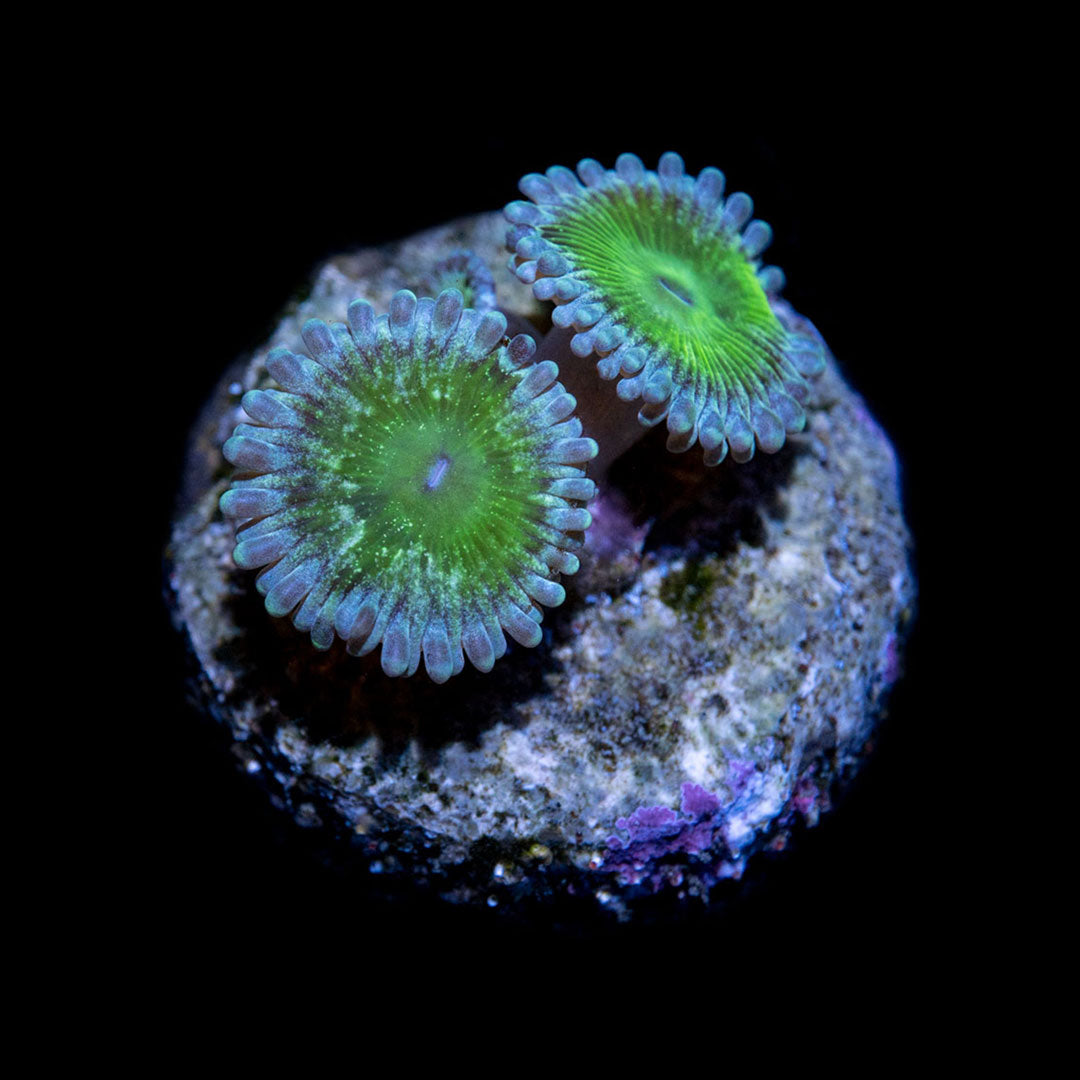 CL Frankenstein Zoanthid - Frag
