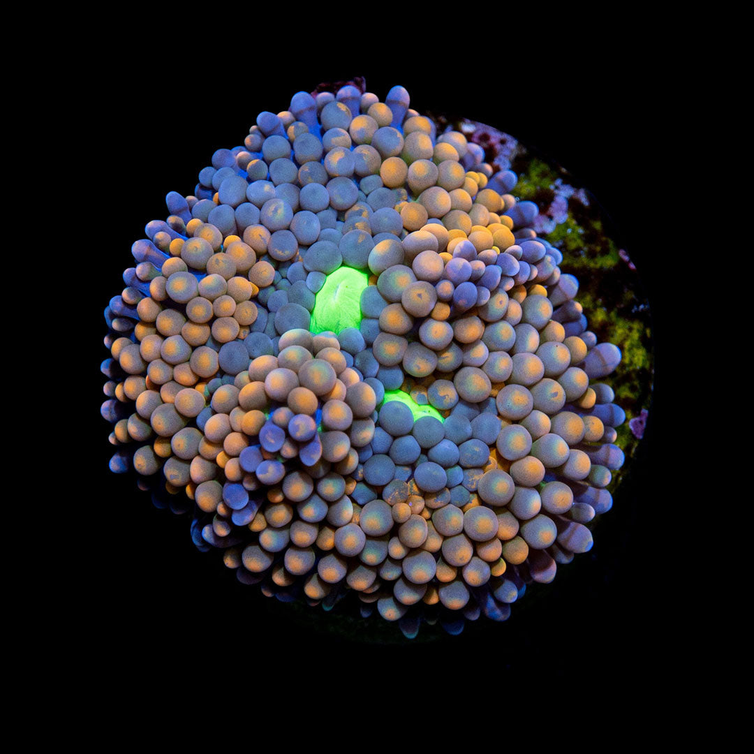 Ricordea Florida Rainbow Mushroom - Frag
