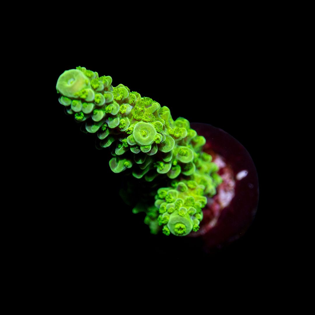 CL Acropora Bali Green Slimer - Frag