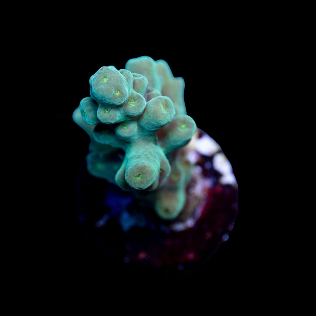 CL Acropora Granulosa Green - Frag