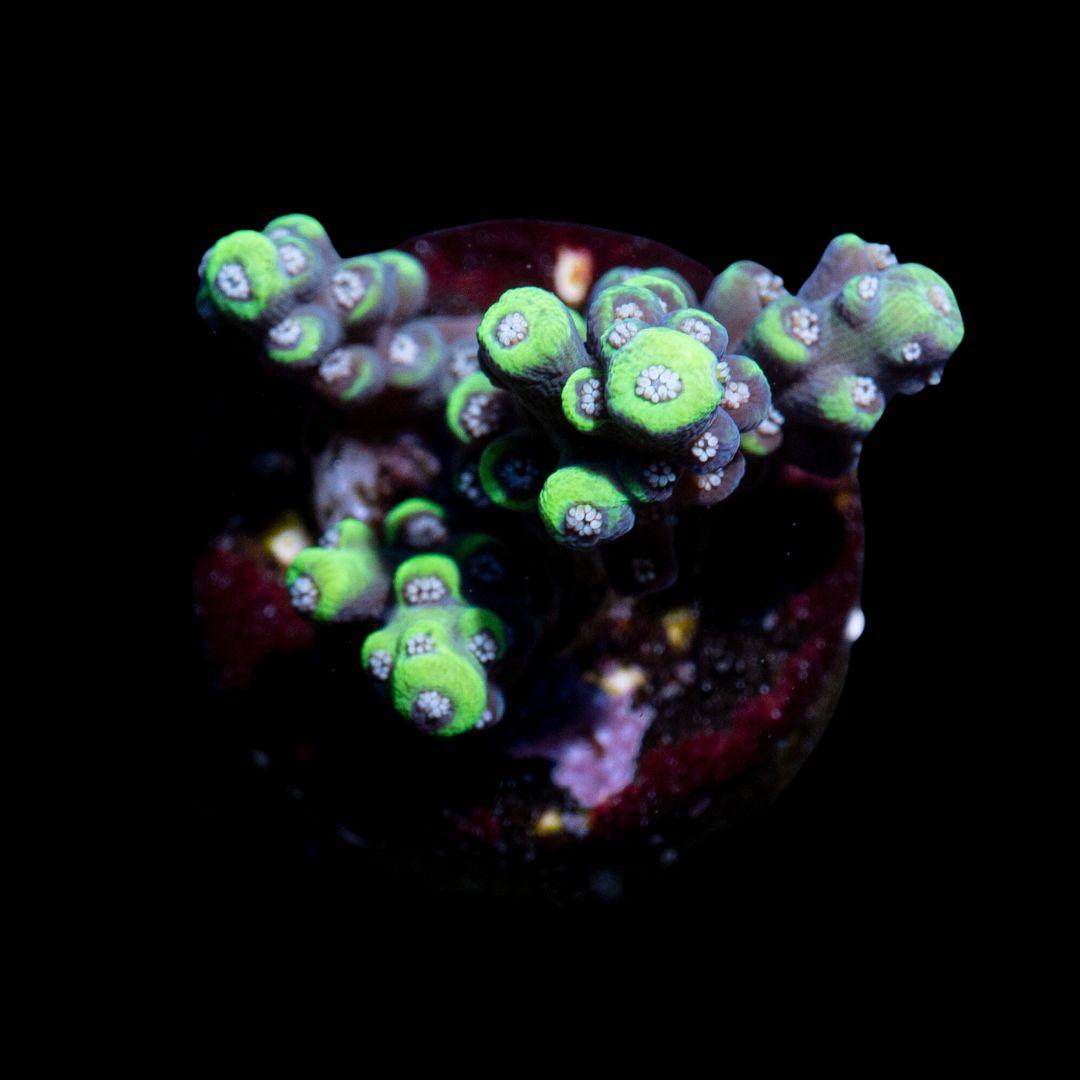 CL Acropora Yellow Tip - Frag