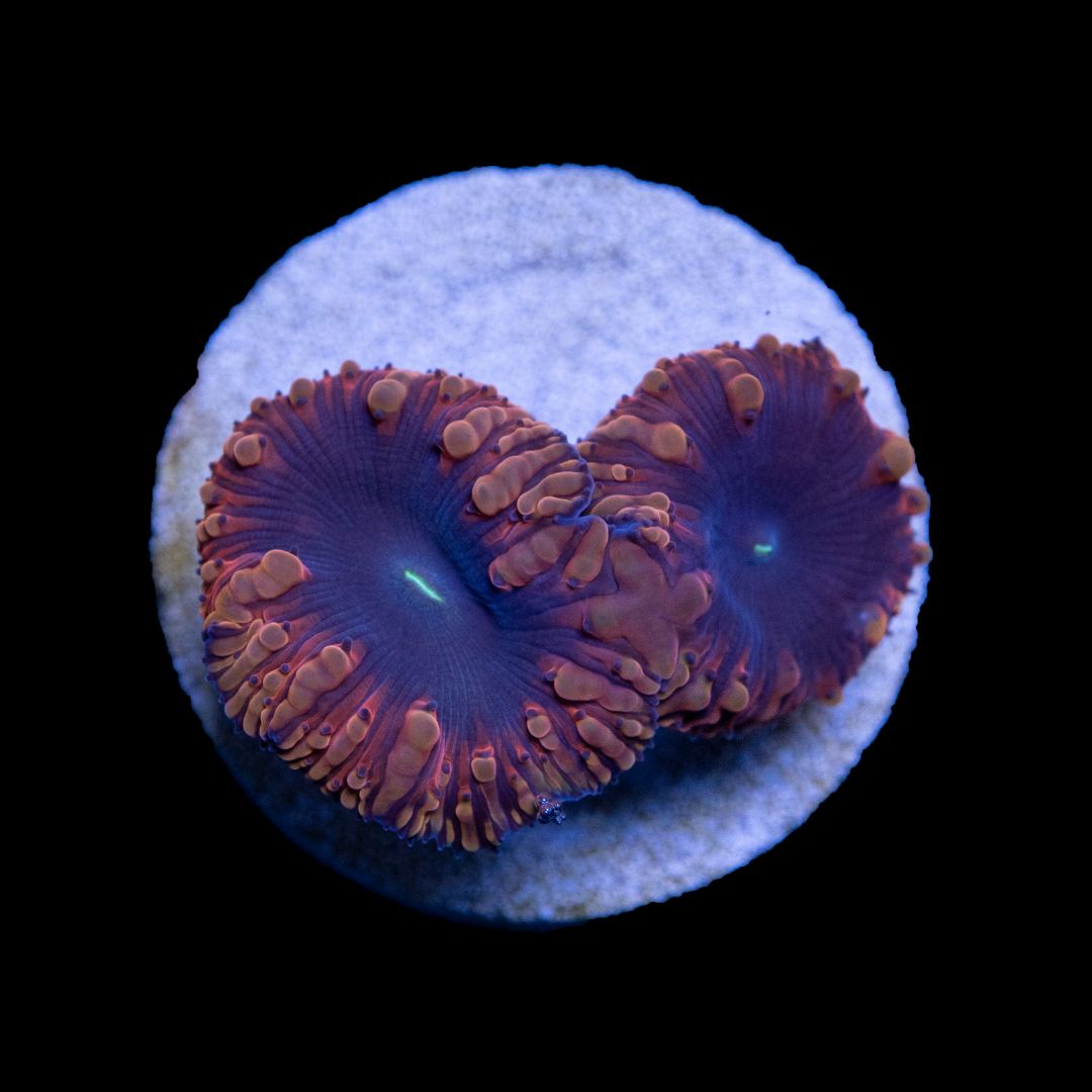 CL Blastomussa Red Ultra - Frag